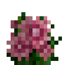 粉色花 (Pink Flower)