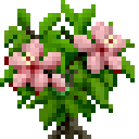 木槿花 (Hibiscus)
