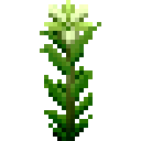 滇百合 (Wild Lilium)
