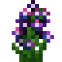 蒂芙花 (Dillhoffia Flower)