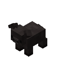 大黑猪(小猪) (Large Black Piglet)
