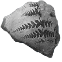 Cyatheales Fern Fossil (Cyatheales Fern Fossil)