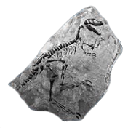 Deinonychus Skull (Deinonychus Skull)