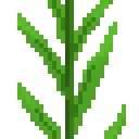 香茅 (Thyme Plant)