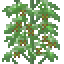 八角树 (Star Anise Plant)
