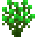 Green Azalea (Green Azalea)