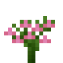 Pink Bellflower (Pink Bellflower)
