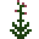 Martagon Lily (Martagon Lily)