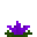 Purple Water Lily (Purple Water Lily)