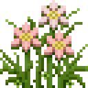 粉色波斯菊 (Pink Calliopsis)