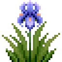蓝鸢尾 (Blue Iris)