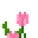 粉色高神秘花 (Tall Mystical Pink Flower)