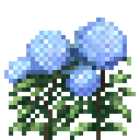 绣球花 (Hydrangea)