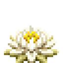 白睡莲 (White Water Lily)