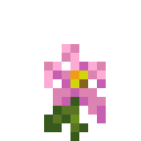 粉红色百合 (Pink Lily)