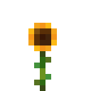 矮向日葵 (Sunflower)