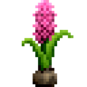 粉色风信子 (Pink Hyacinth)