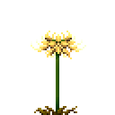 黄色彼岸花 (Yellow Lycoris Radiata)