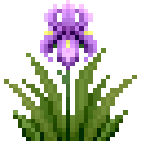 紫鸢尾 (Purple Iris)