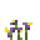 紫风铃草 (Violet Bellflower)