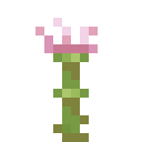 帝王花 (Protea)