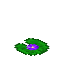 紫色荧光睡莲 (Purple Glowtus)