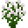 白色杜鹃花 (White Azalea)