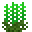 绿色飞燕草