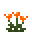 橙山柳菊