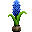 蓝色风信子 (Blue Hyacinth)