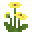 黄非洲菊 (Yellow Gerbera)