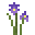 紫鸢尾花 (Purple Iris)