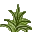 巴纳德C绿色蕨类 (Barnarda C Green Fern)