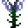 百子莲 (African Lily)