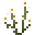 银苞菊