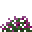 紫石楠