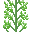 香菜 (Coriander Plant)