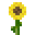 Goldite Sunflower