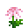 粉色菊花 (Pink Chrysanthemum)