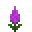 Purple Celosia