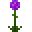 Purple Dahlia (Purple Dahlia)