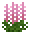 Pink Delphinium (Pink Delphinium)