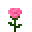 Pink Rose (Pink Rose)