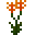 Peruvian Lily (Peruvian Lily)