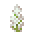 高丝兰花 (Tall Yucca Flower)