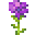 紫色木槿花 (Purple Hibiscus)