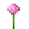 粉红色绒球葱 (Pink Allium)