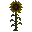 Sunflower (Sunflower)
