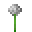 White Allium