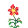 火金莲花苗 (Fire Nasturtium Plant)